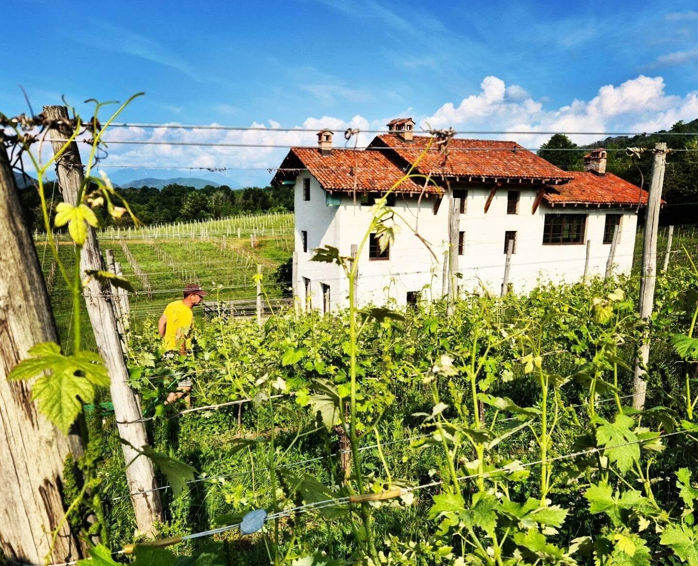 Barbaglia locandasolagna nebbiolo vespolina web